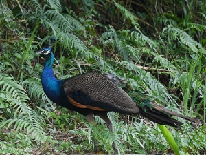横山商店ギャラリー