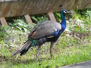 横山商店ギャラリー