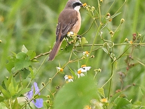 横山商店ギャラリー