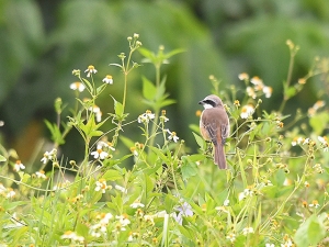 横山商店ギャラリー