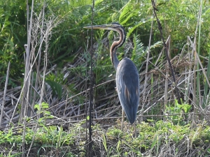 横山商店ギャラリー