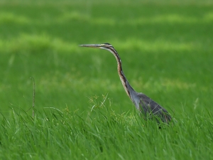 横山商店ギャラリー