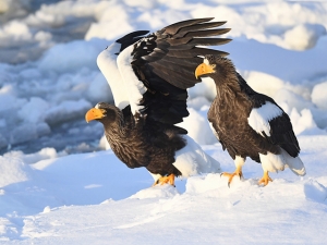 横山商店ギャラリー