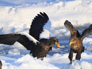 横山商店ギャラリー