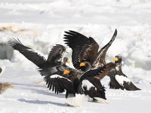 横山商店ギャラリー