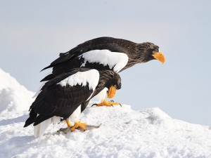 横山商店ギャラリー