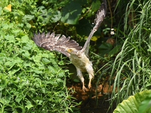 横山商店ギャラリー