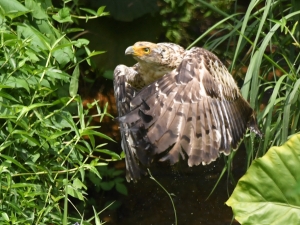 横山商店ギャラリー
