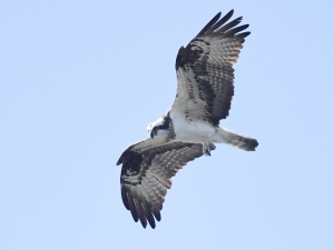 横山商店ギャラリー