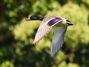 横山商店ギャラリー