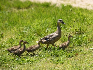 横山商店ギャラリー